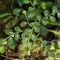 <i>Breynia rigida</i>  (Thwaites) Chakrab. & N.P.Balakr.